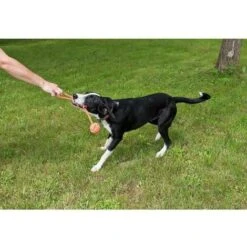 Set Di 10 Pezzi Di Corda Per Tirare Il Giocattolo Del Cane, Palla, Nodo, Carota, Frisbee, Corda Per Tong, Giocattolo Da Masticare Per Cani Lavabile Con Fibbia In TPR -Cibi per cani in Italia 95564266 4