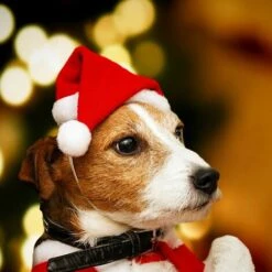 Cappelli Natalizi Per Animali Domestici, Cappelli Natalizi Per Cani, Gatti, Cappelli Natalizi Per Gatti, Cuccioli Di Cane, Cappelli Rossi Di Babbo Natale -Cibi per cani in Italia 95860769 4