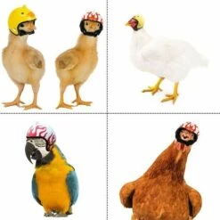 Cappello Con Casco Di Pollo Caschi Per Animali Domestici Cappello Con Casco Di Pollo Con Uccellino Casco Di Pollo Divertente Casco Per Piccoli Animali Adatto Per Polli Galline Animali Domestici Uccell -Cibi per cani in Italia 96192225 3