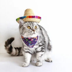 Cappelli Di Paglia Per Animali Domestici - Cappelli Sombrero Messicani - Decorazioni Per Feste Per Piccoli Animali Domestici, Cuccioli, Gatti -Cibi per cani in Italia 97875514 4