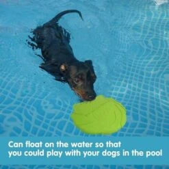 Disco Per Cani, Frisbee Per Cani, Frisbee Giocattolo Per Cani Da 2 Pezzi, Per Giochi, Attività Sportive E Giochi All'aperto, Per Cani Di Taglia Piccola E Media (L) 11 Disco Per Cani, Frisbee Per Cani, Frisbee Giocattolo Per Cani Da 2 Pezzi, Per Giochi, Attività Sportive E Giochi All'aperto, Per Cani Di Taglia Piccola E Media (L) -Cibi per cani in Italia 98122686 5