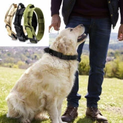 Collare Regolabile In Nylon Per Cuccioli E Cani Di Piccola Taglia - Collare Con Comoda Imbottitura -Cibi per cani in Italia 98125746 5