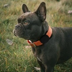 Custodia In Silicone Compatibile Con Air Tag Per Cani E Gatti, Custodia Morbida Antiurto (nera), Kueatily -Cibi per cani in Italia 98386422 4