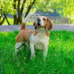 Collare A Strozzo Per Cani Regolabile Staccabile Domestic-XL-3.5MM57CM Collare Da Addestramento Per Artigli Per Cani Collare Da Addestramento Regolabile In Metallo Per Animali Domestici Di Grossa Tagl -Cibi per cani in Italia 98725844 5