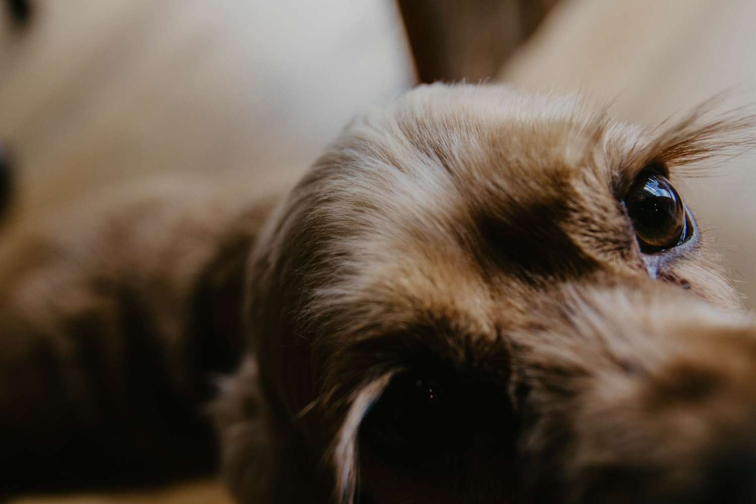 Cibi per cani in Italia -Cibi per cani in Italia cassidy kelley 7nQDnJjsSoo unsplash