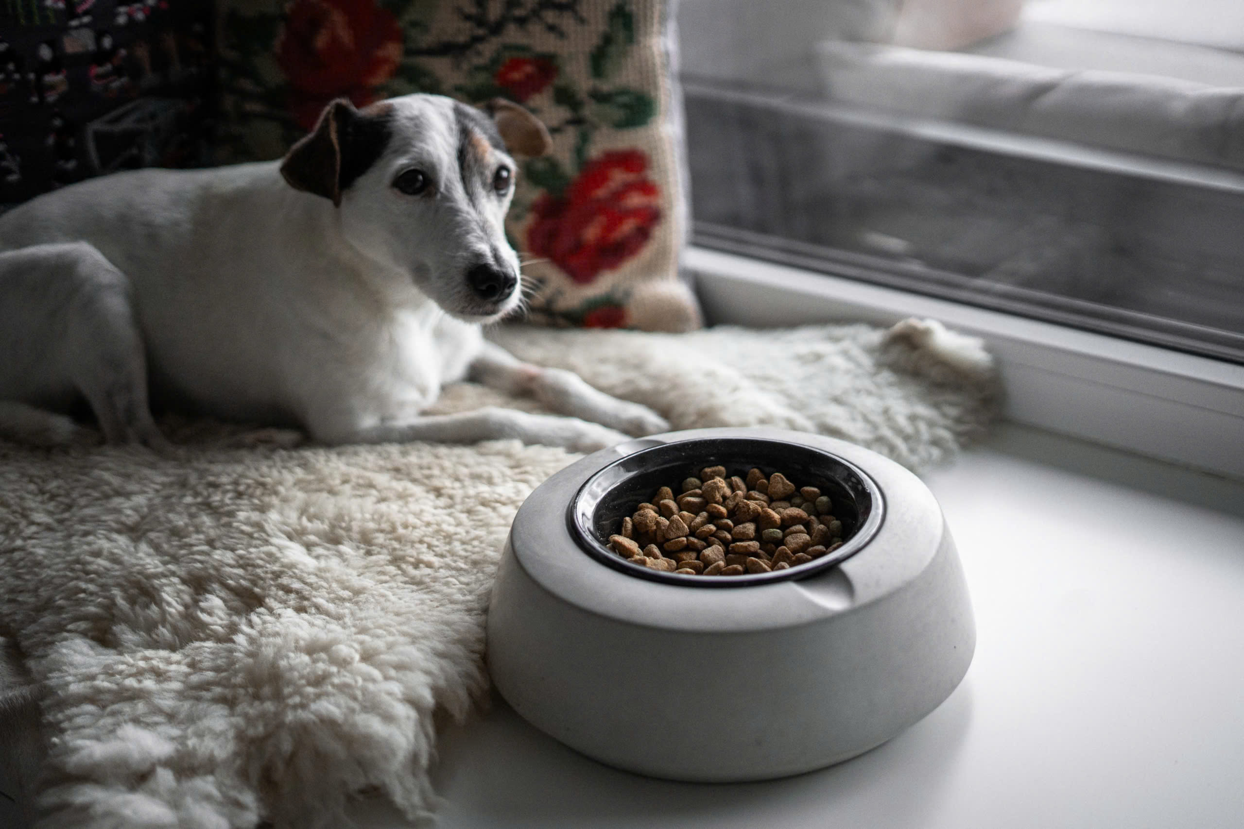 Cibi per cani in Italia 2 Cibi per cani in Italia -Cibi per cani in Italia z6340362836480 af4afa6ff5381ca7434e18c058bebfaa